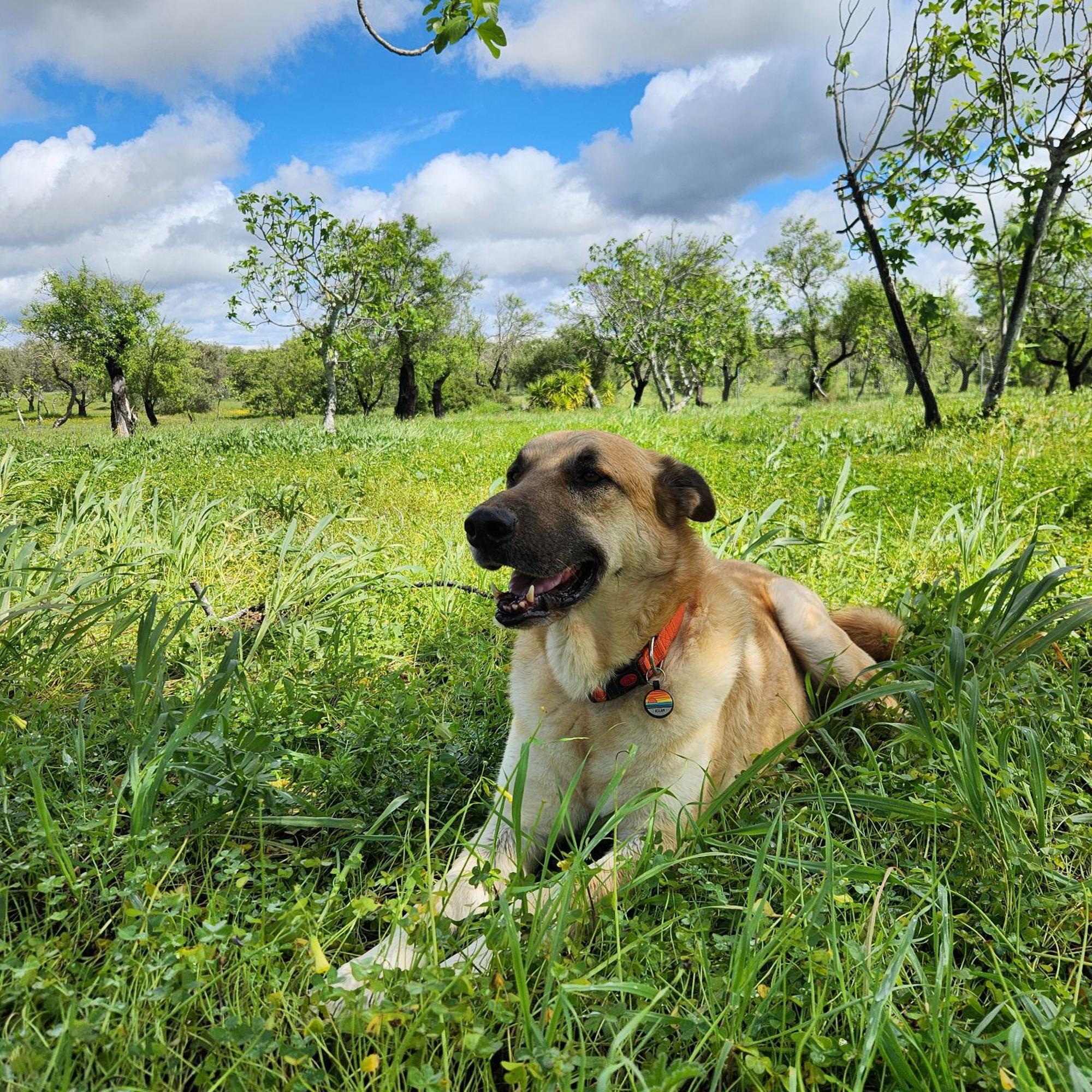 Quintinha At Quinta Do Burro Daire Moncarapacho Dış mekan fotoğraf